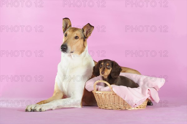 Smooth collie