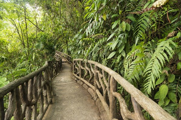 Way through dense vegetation