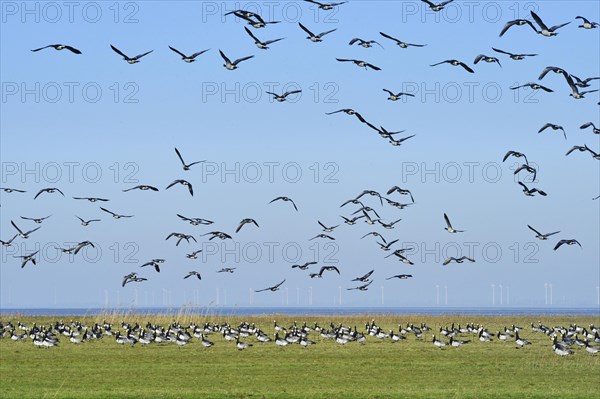 Barnacle Geese