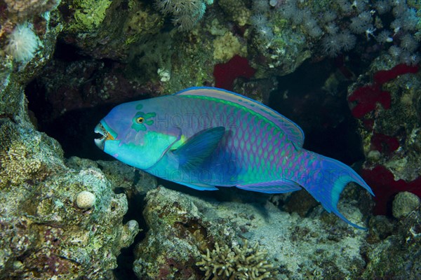 Steephead Parrotfish