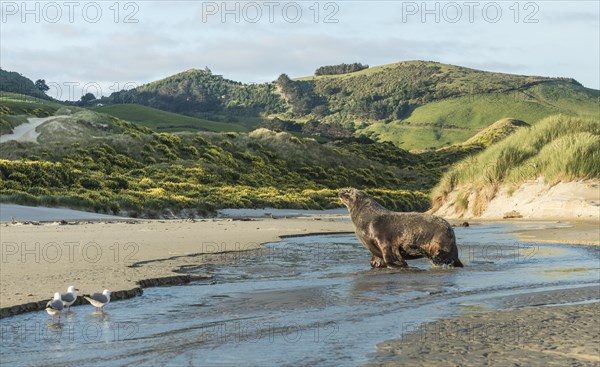 New Zealand sea lion