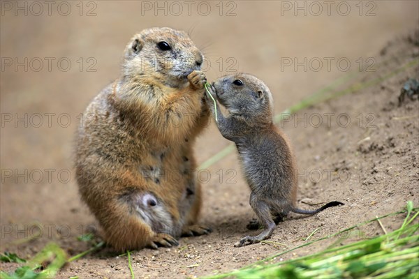 Black-tailed Prairie dogs