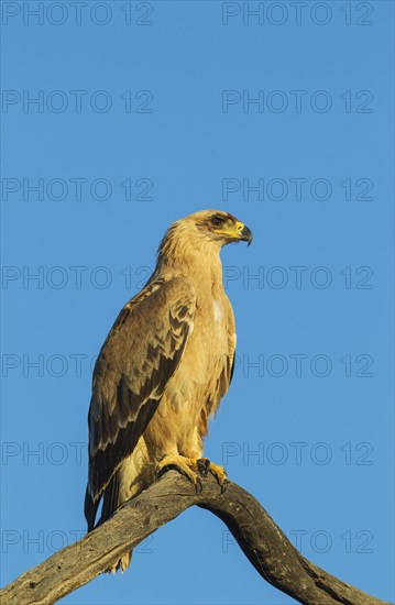 Tawny Eagle