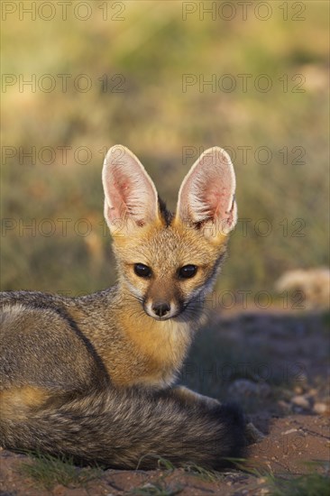 Cape Fox