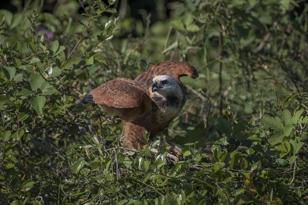 Black-collared hawk