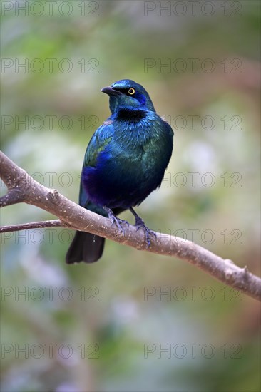 Greater blue-eared European Starlingling