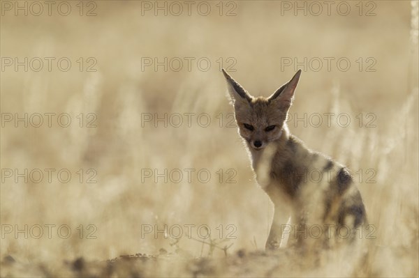 Cape Fox