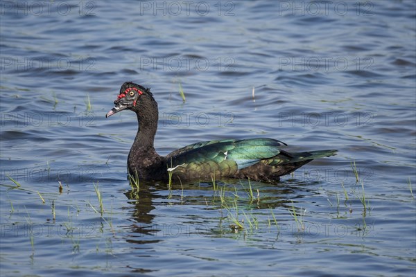 Muscovy duck