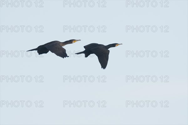 Great cormorants