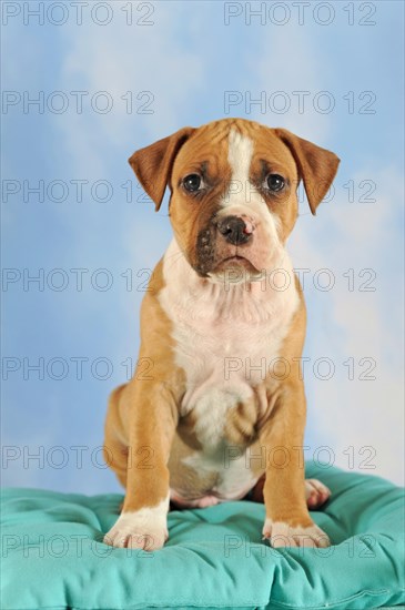 American Staffordshire Terrier