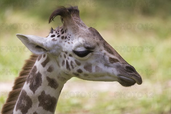 Young Rothschild's giraffe