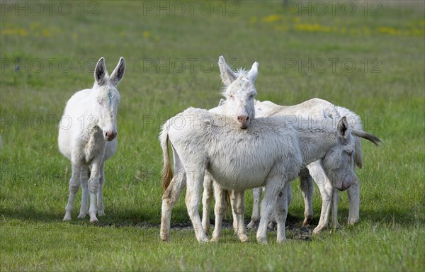 Austrian-Hungarian white donkey