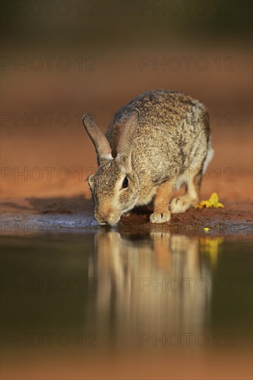 Eastern Cottontail