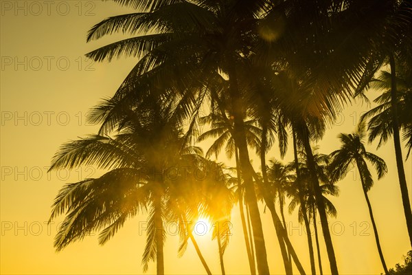 Palm trees against the light