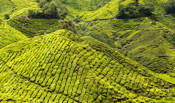 Tea plantations