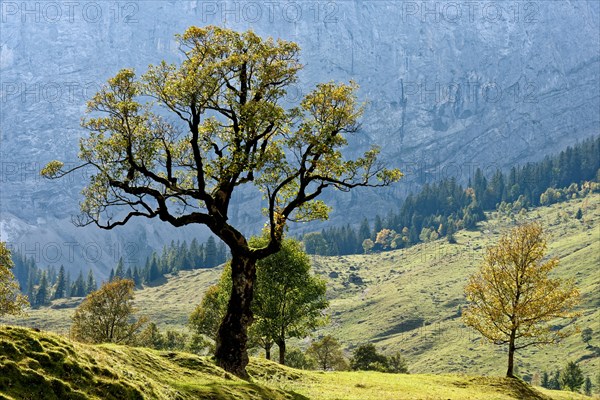 Grosser Ahornboden
