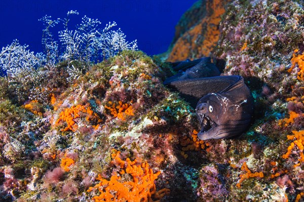 Mediterranean Moray