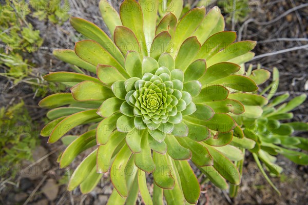 Spiral shaped arranged green leaves