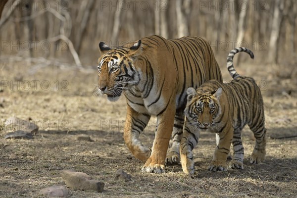 Royal Bengal tigers