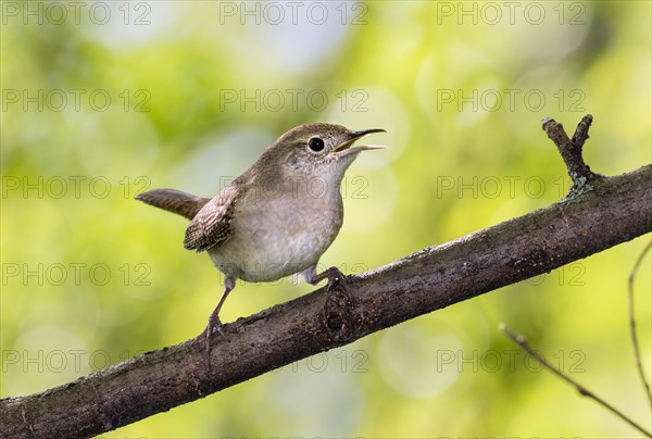 House wren