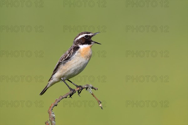 Whinchat