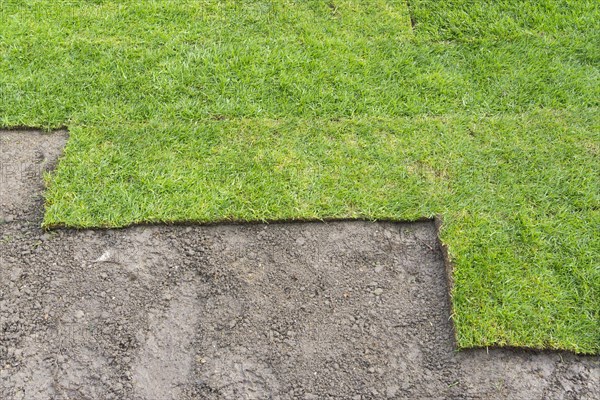 Laying turf rolls