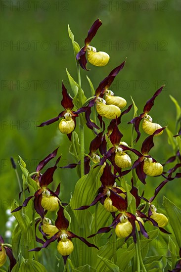 Yellow lady's slipper orchid