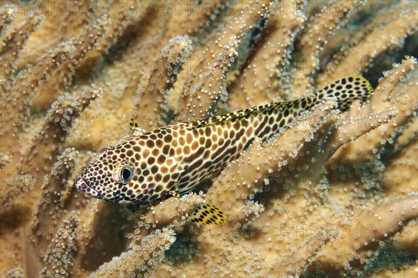 Honeycomb grouper