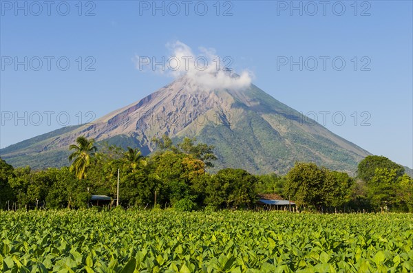 Tobacco field in front of the volcano Concepcion