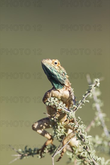 Ground Agama