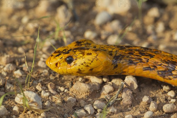 Cape Cobra