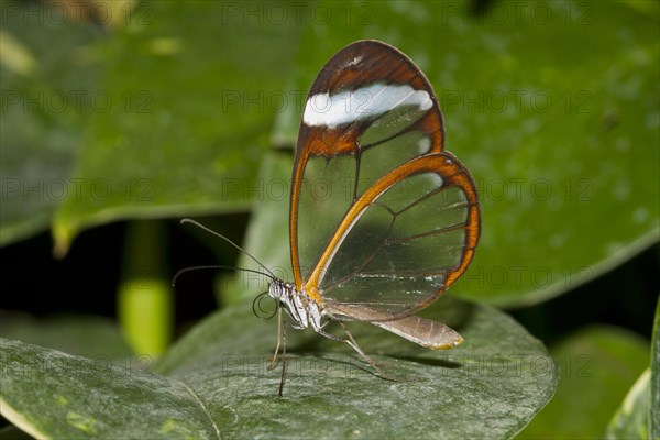 Glasswing