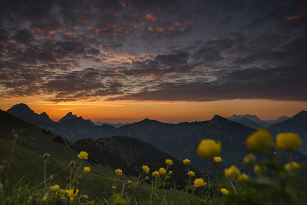 Sunrise behind meadow with Globeflowers