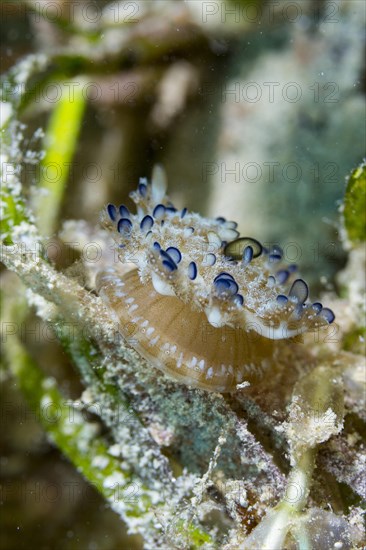 Upside-down Jellyfish