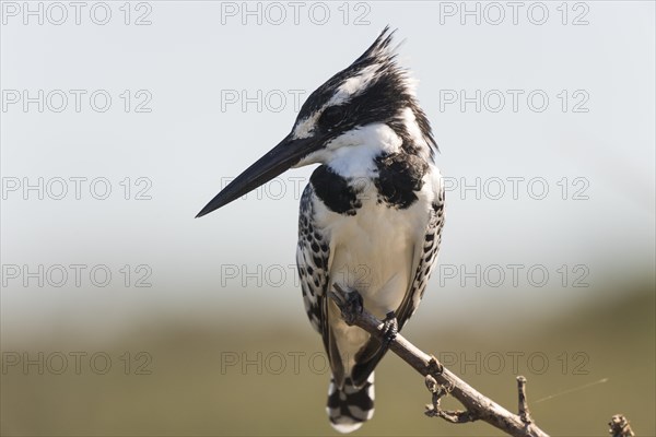 Pied kingfisher