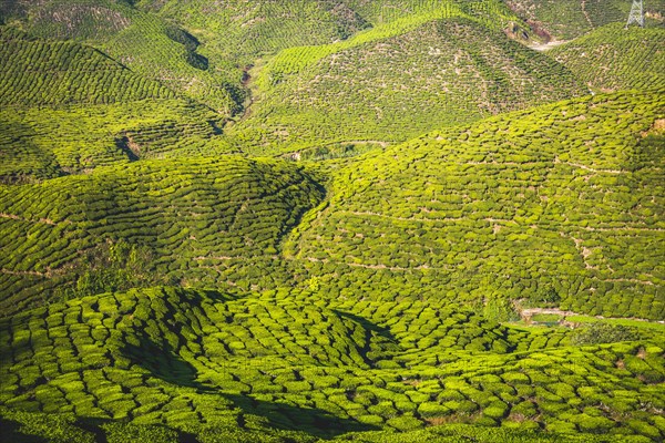 Hilly landscape with tea plantations