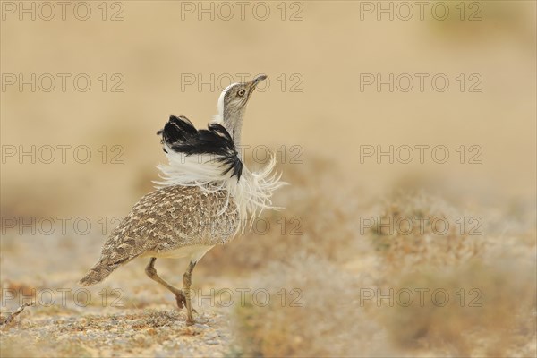 Mating Houbara bustard