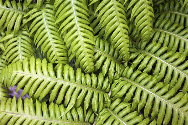 hard-fern