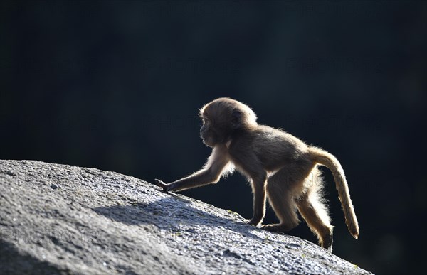 Gelada
