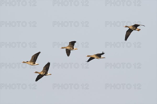 Greater white-fronted geese