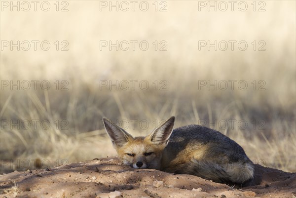 Cape Fox