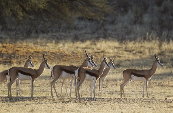 Springboks