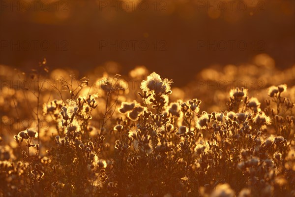 Backlit thistle seeds