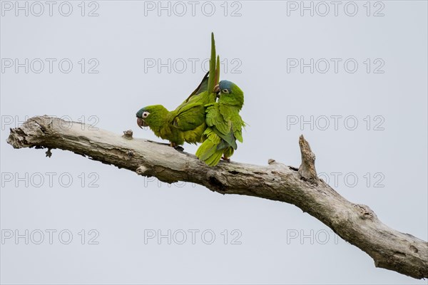 Blue-crowned Parakeets or