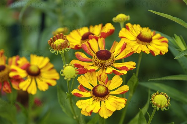 Sneezeweed