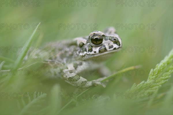 European green toad