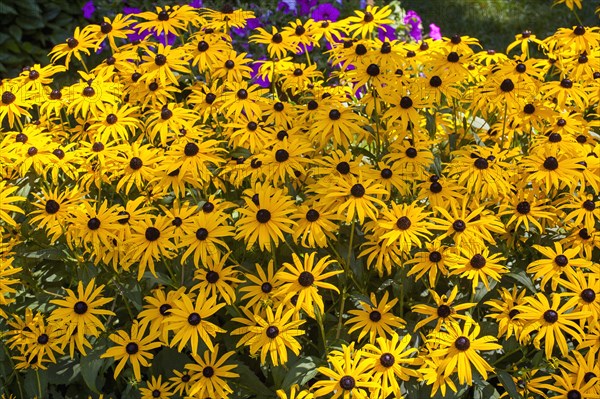 Yellow coneflowers