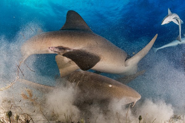 Nurse sharks