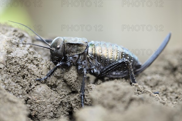 Bush cricket