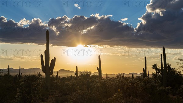 Landscape with Saguaro cacti